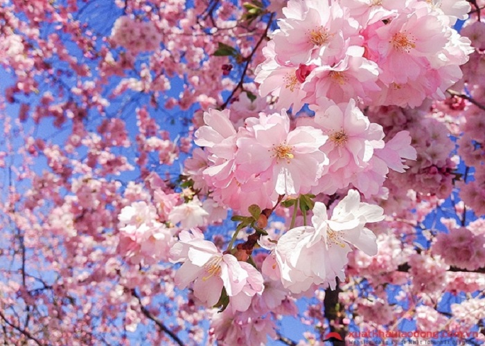 Mùa hoa anh đào ở Nhật Bản